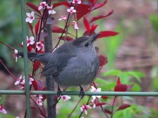 plump baby gray bird