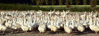 This way boys... geese-3747553 1920