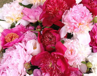 Red and pink flowers