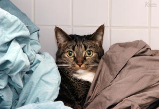 Tindra hiding in the laundry
