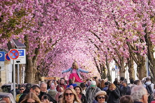 Bonn (DE) Cherry blossom