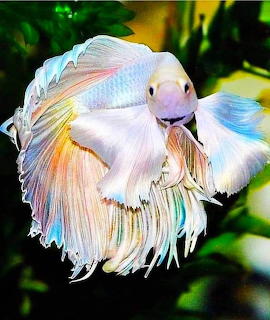 goldfish