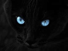 Cat2