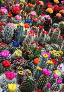 CACTUS FLOWERS