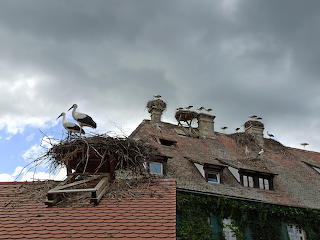Germany, Schwarzwald, Affenberg Salem