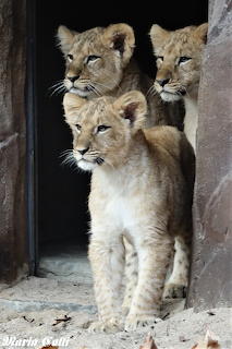 animals