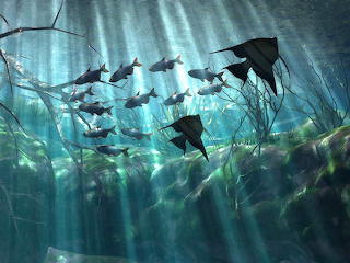 fishes under sea
