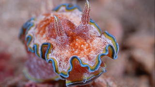 nudibranchs
