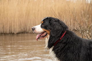 Bernese Mountain dog