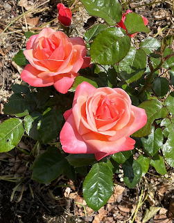Roses from Balmoral castle
