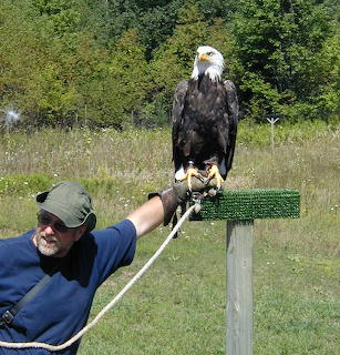 The Falconry Center, Bald Eagle at show