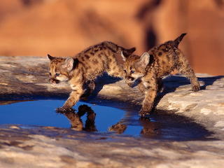 Baby animals (31)