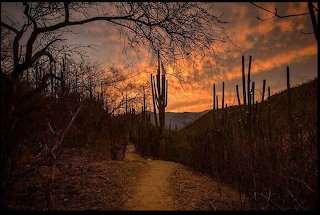 Organo atardecer