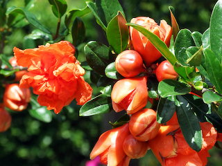 Fiori e piante
