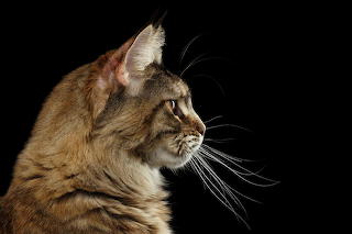 maine-coon-cat