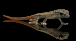 Reptiles