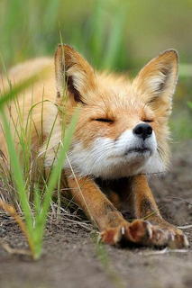 Madamma Fox tumblr kecskekvit Fox