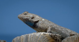 New Mexico Wildlife - Spiny Lizard