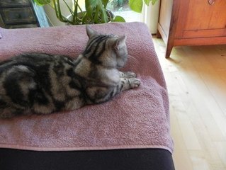 British-shorthair-silver-tabby-3-1641360