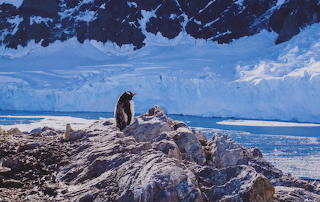 Gentoo penguin