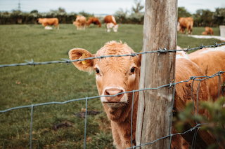 Cow