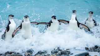 Chinstrap Penguins South Orkney Islands Antarctica-ab1034a1