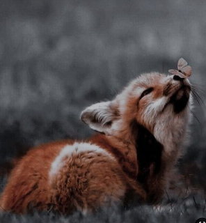 Cute fox