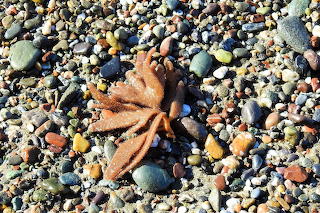 Central coastal beaches CA shells
