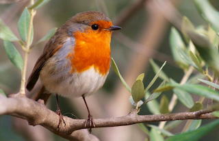 bird
