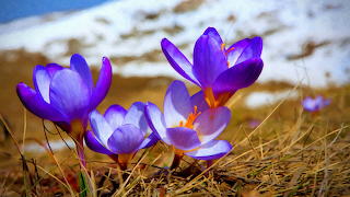 Flower 2