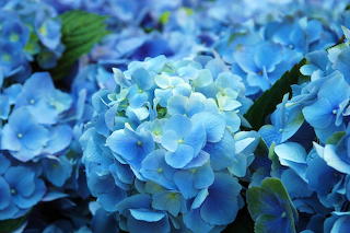 Blue flowers