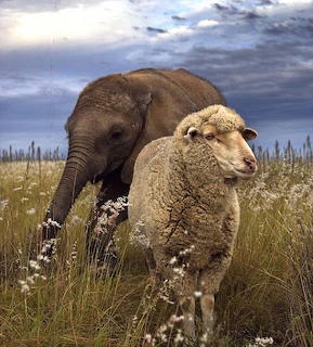 Animal friends