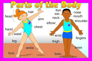 Partsofthebody