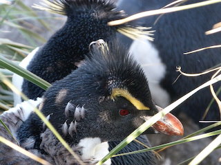 Moulting