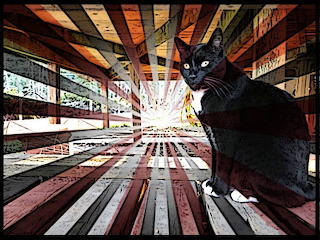 Kozmo with Cartoon Starburst