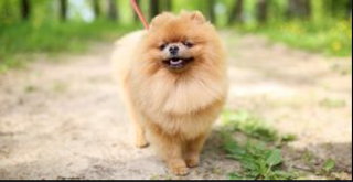 puppie dog