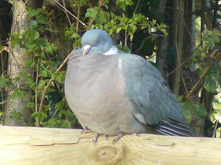 Fat wood pigeon