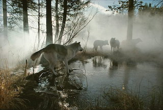 wolf in fog