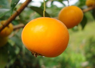 Uvaia (Eugenia pyriformis) Brazil