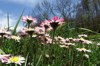 daisies