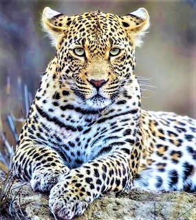 African Leopard