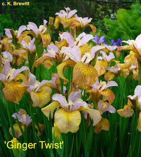 Ginger Twist - October 16 2021