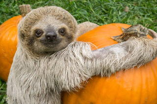Halloween Sloth