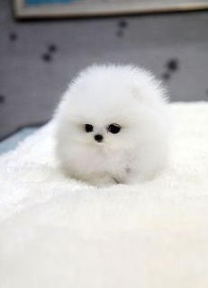 Perrito