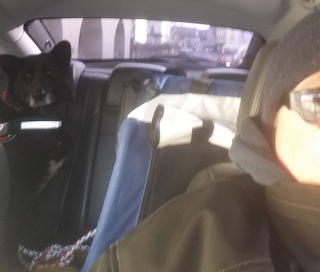 Cardog