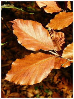 Arboretum11