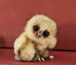 Pretty Bird