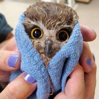 Owl 1