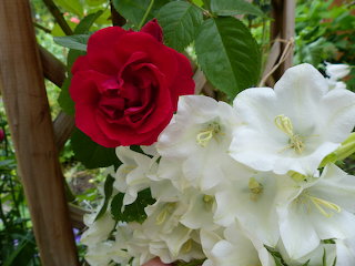 flowers from my garden