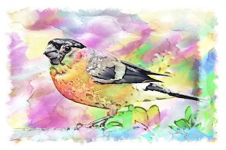Bullfinch-3807789 960 720